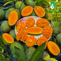 পাহাড়ি আম্রপালি | Pahari Amrapali Mango