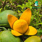 পাহাড়ি আম্রপালি | Pahari Amrapali Mango