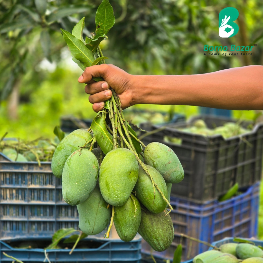 পাহাড়ি আম্রপালি | Pahari Amrapali Mango